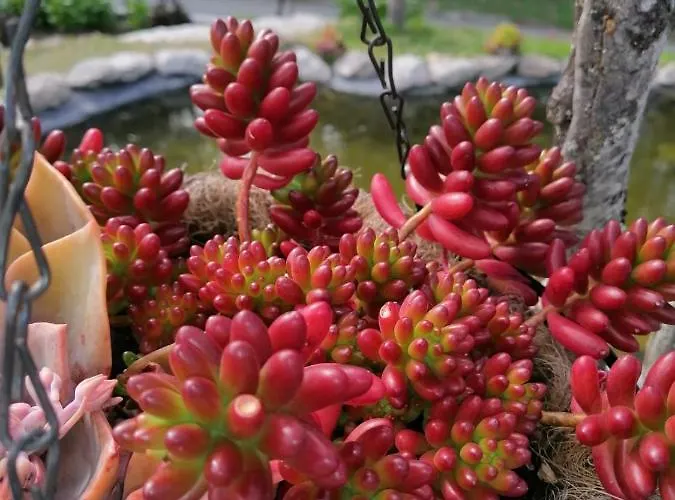 Casa Do Serrador 게스트하우스 비에이라도미노