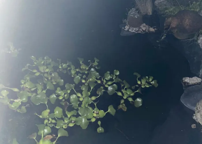 Casa de hóspedes Casa Do Serrador Vieira do Minho